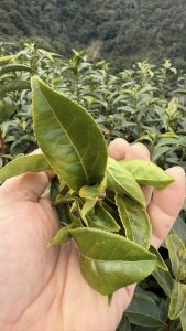 黃金烏龍冬片, 冬片茶, 高山冬片