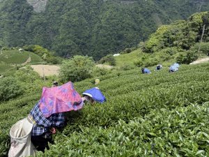 馬烈霸茶園
