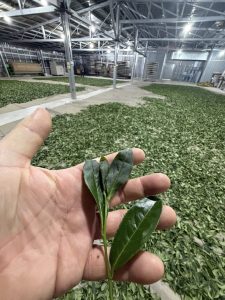 吊橋頭茶園 春茶