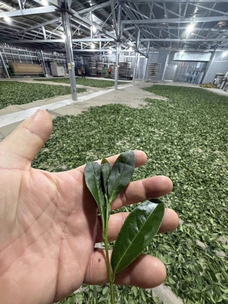 吊橋頭茶園 春茶