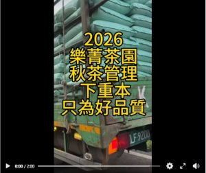 2026秋茶,茶園管理,樂菁茶園
