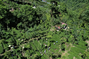 大禹嶺100K秋茶茶園空拍圖