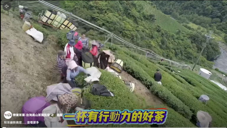 樂菁茶業2026秋茶採收盛況:台八線高山茶園的豐收喜悅